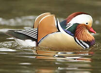 Canard mandarin