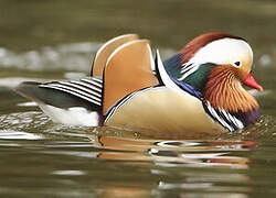 Mandarin Duck