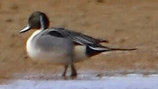 Northern Pintail