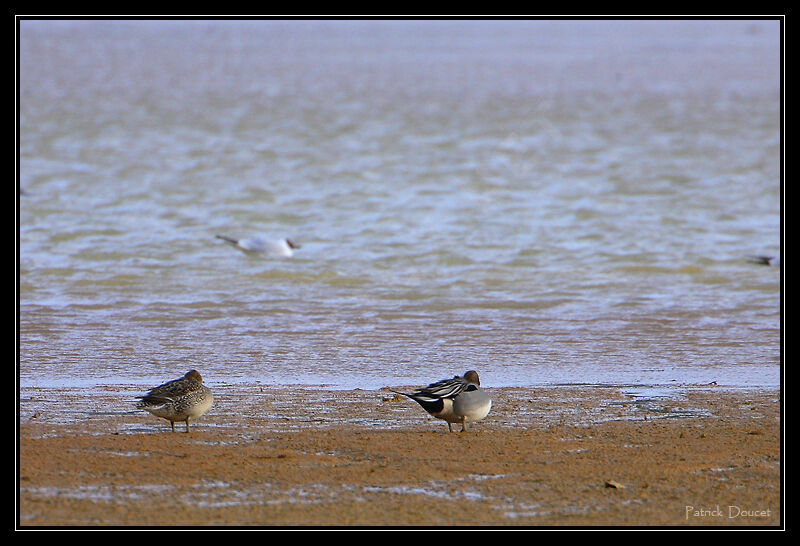 Canard pilet