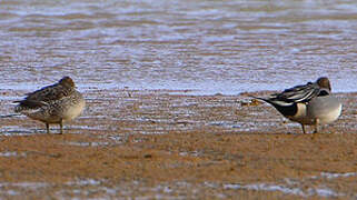 Canard pilet