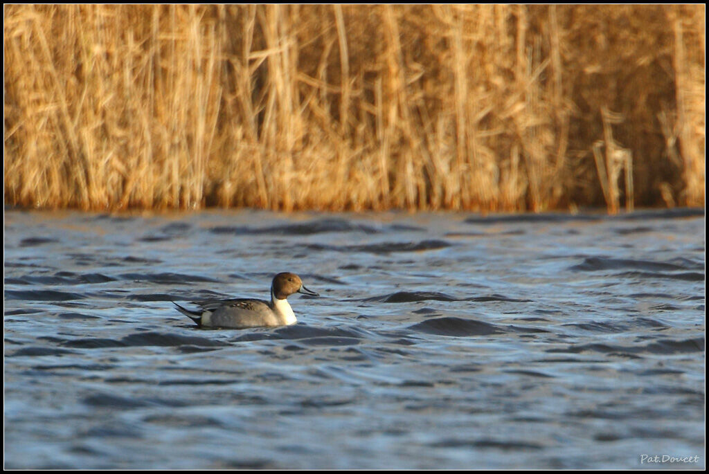 Canard pilet