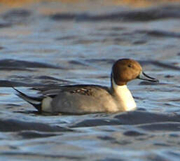 Canard pilet