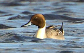 Northern Pintail