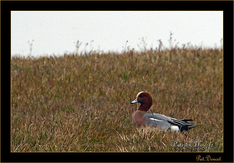 Eurasian Wigeon