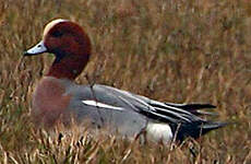 Canard siffleur