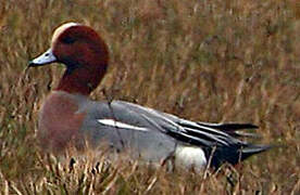 Eurasian Wigeon