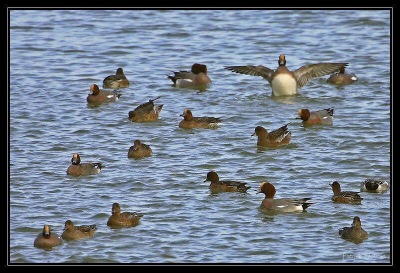 Canard siffleur