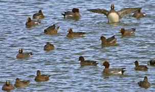 Canard siffleur