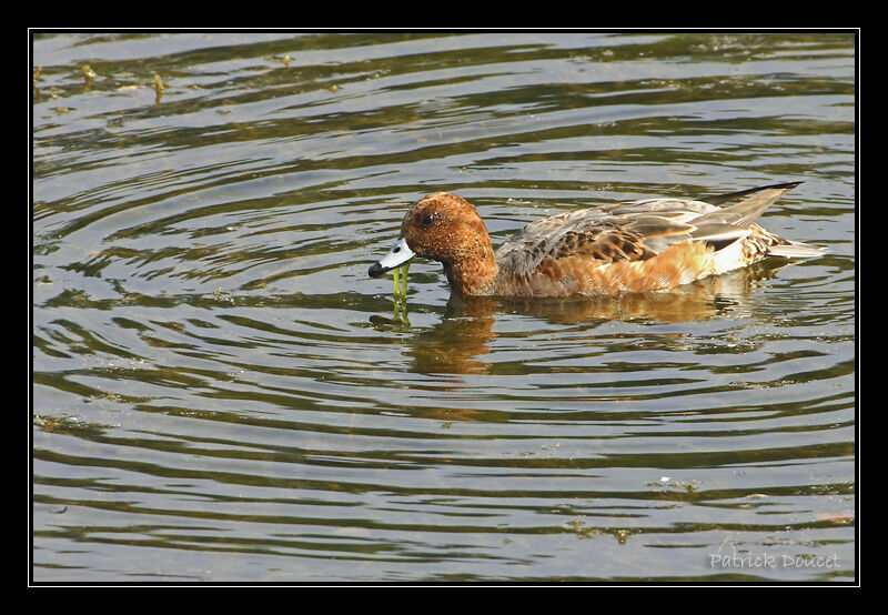 Canard siffleur, identification