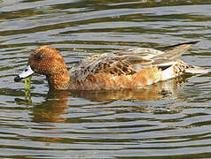 Canard siffleur