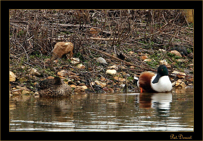 Canard souchet 