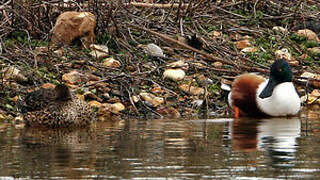 Canard souchet