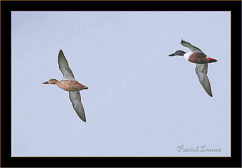 Canard souchet 