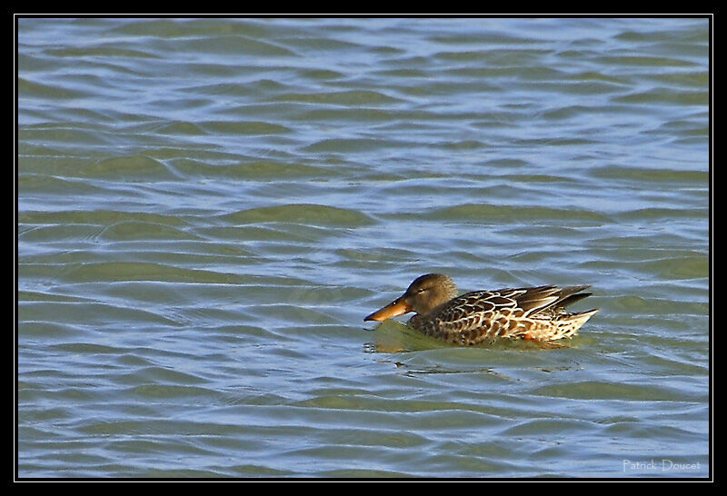 Canard souchet femelle