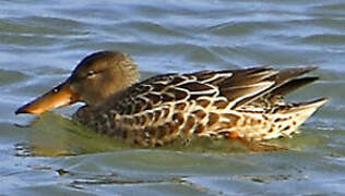 Canard souchet