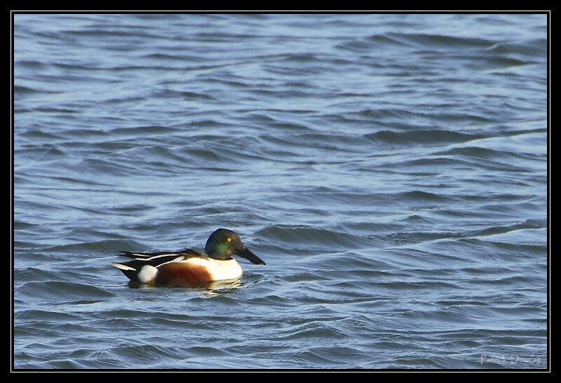 Canard souchet mâle