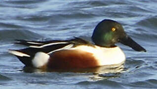 Northern Shoveler