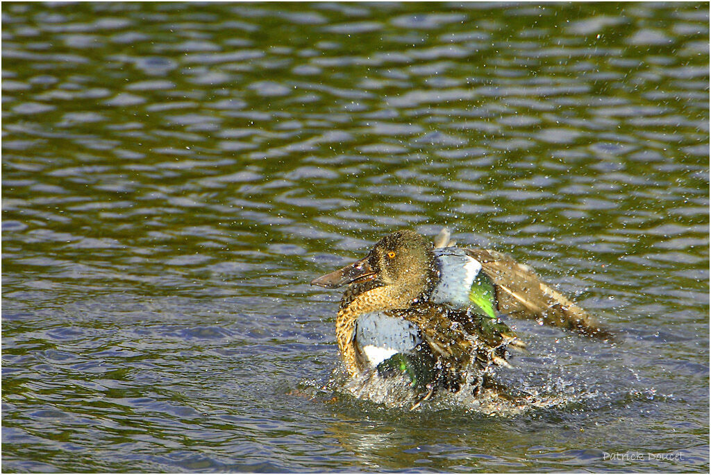 Canard souchet