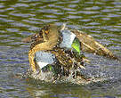 Canard souchet