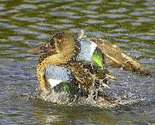 Northern Shoveler