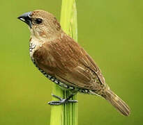 Scaly-breasted Munia