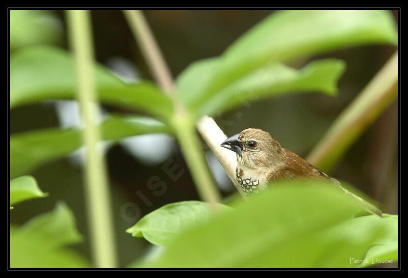 Scaly-breasted Munia