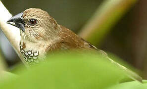 Scaly-breasted Munia