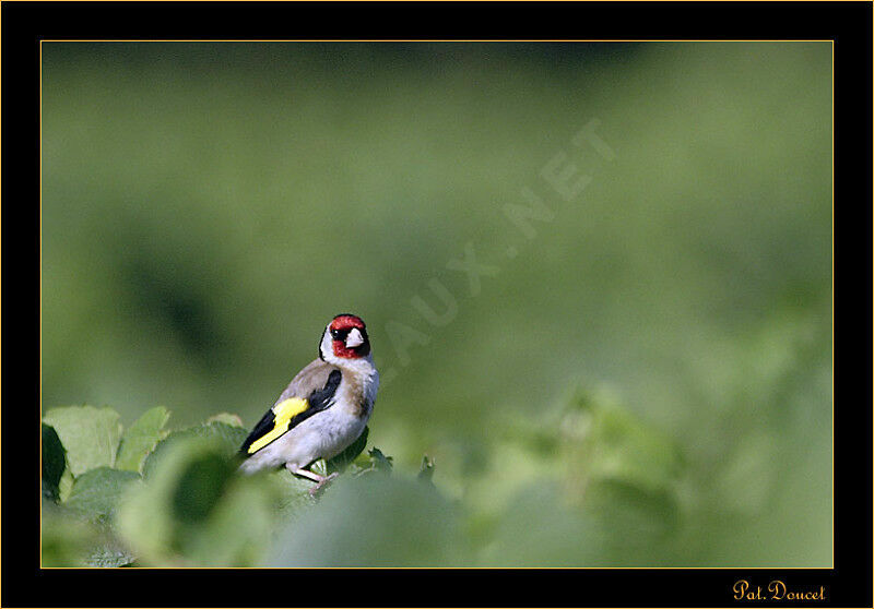 Chardonneret élégant