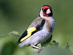 European Goldfinch