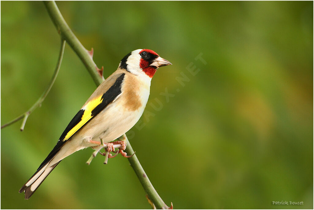 European Goldfinch