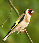 European Goldfinch