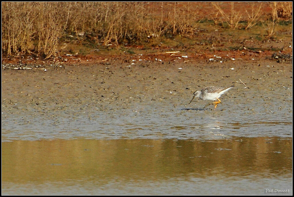 Lesser Yellowlegs