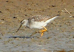 Lesser Yellowlegs