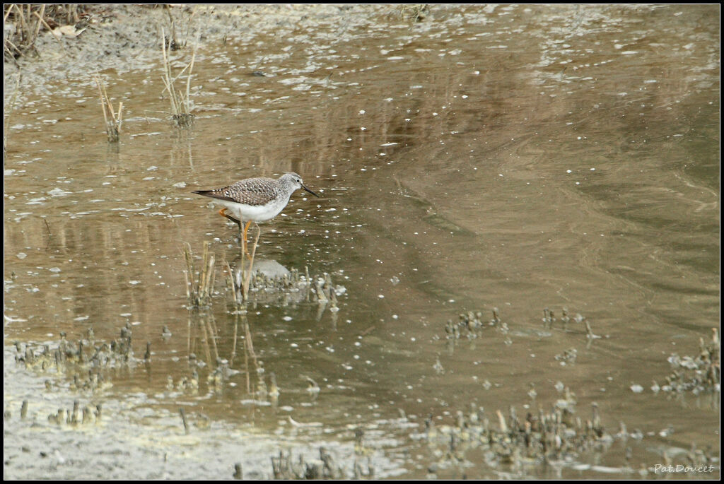 Lesser Yellowlegs