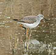 Lesser Yellowlegs