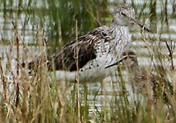 Common Greenshank