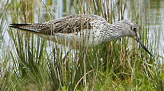 Common Greenshank