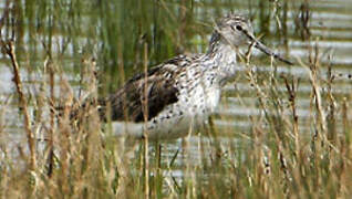 Common Greenshank