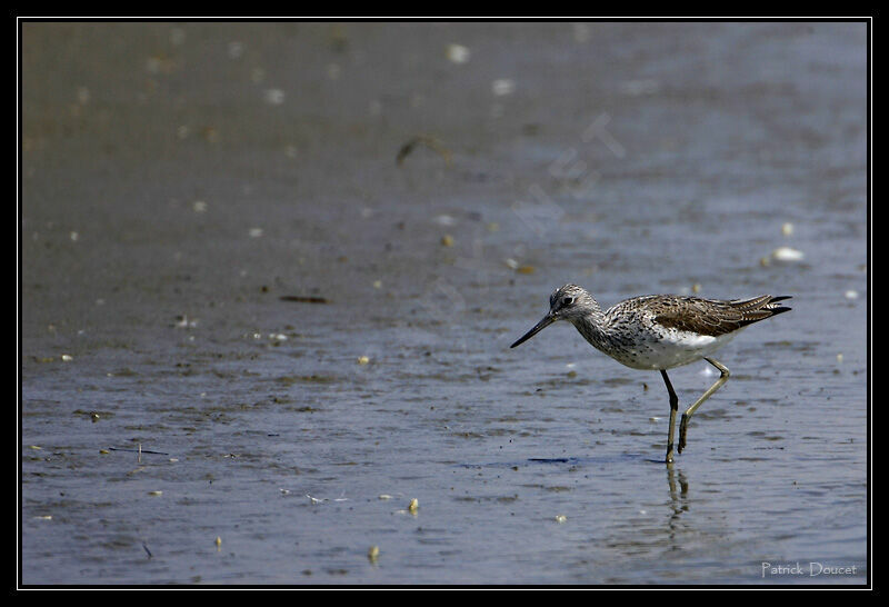 Common Greenshank