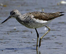 Common Greenshank