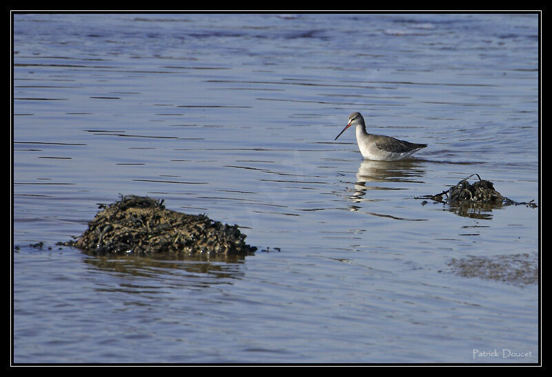 Spotted Redshank