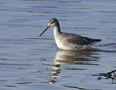 Spotted Redshank