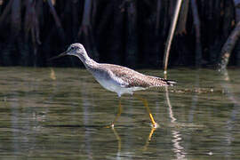 Greater Yellowlegs