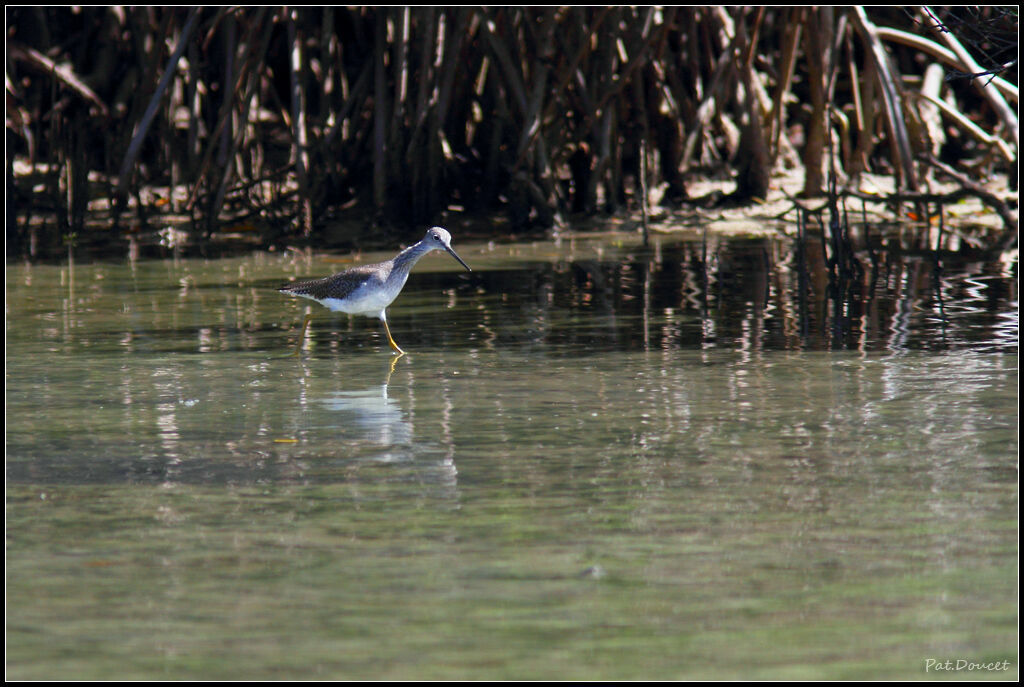 Greater Yellowlegs