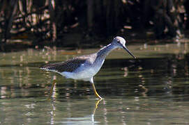 Greater Yellowlegs