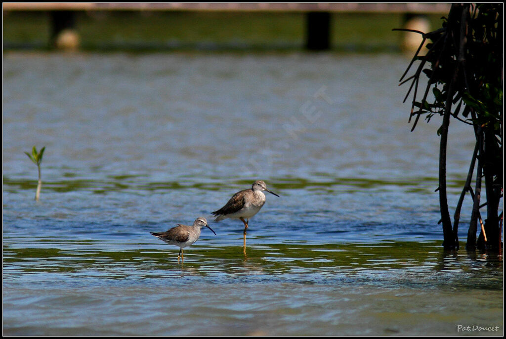 Greater Yellowlegs