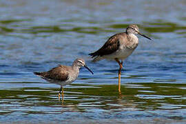 Greater Yellowlegs