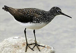 Green Sandpiper