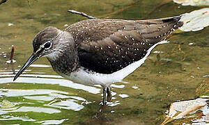 Green Sandpiper